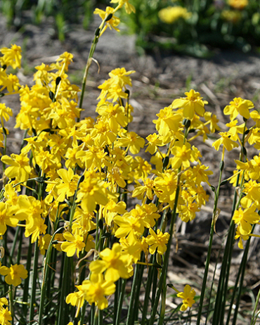 X 100 NARCISSUS CORDUBENSIS 6/+