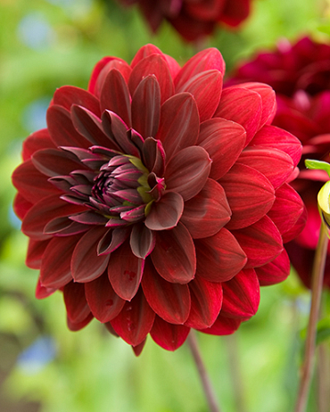 X 10 DAHLIA ARABIAN NIGHT I