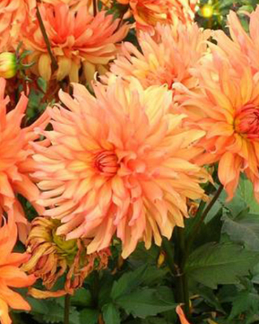 X 10 DAHLIA AUTUMN FAIRY I