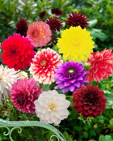 X 10 DAHLIA DECORATIVE MIX I