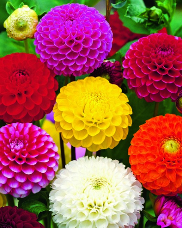 X 10 DAHLIA POMPON MIX I