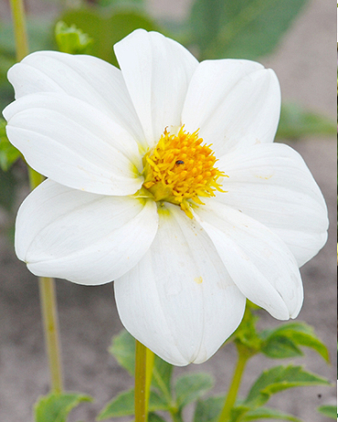 X 10 DAHLIA SNEEZY I