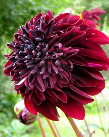 X 10 DAHLIA SOULMAN I