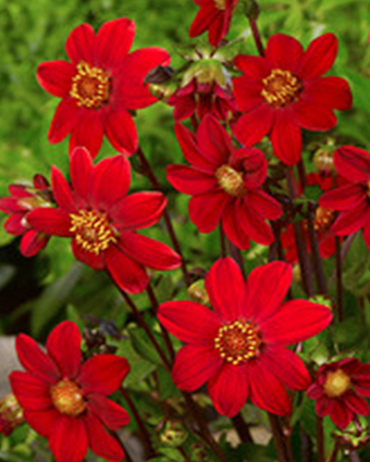 X 10 DAHLIA TOPMIX RED I