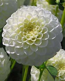 X 10 DAHLIA WHITE ASTER I