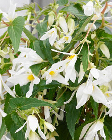 X 10 BEGONIA BOLIVIENSIS SANTA BARBARA 18/20