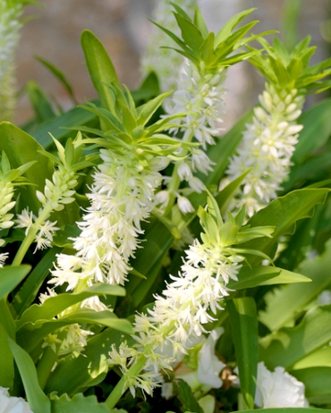 X 25 EUCOMIS AUTUMNALIS 14/16