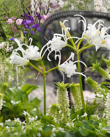 X 25 HYMENOCALLIS FESTALIS 16/18