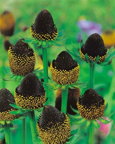 X 25 RUDBECKIA BLACK BEAUTY I