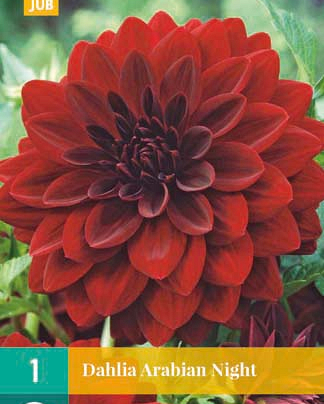 X 1 DAHLIA ARABIAN NIGHT I