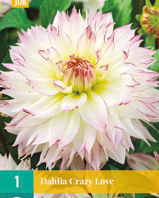 X 1 DAHLIA CRAZY LOVE I