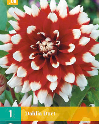 X 1 DAHLIA DUET I