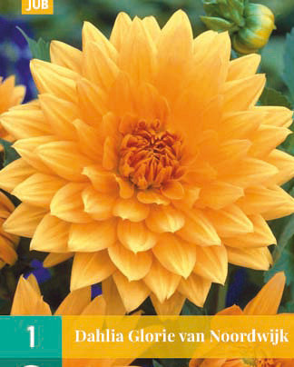 X 1 DAHLIA GLORY OF NOORDWIJK I