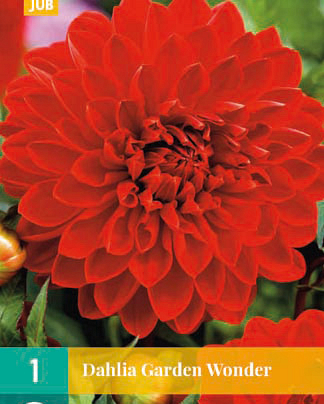 X 1 DAHLIA GARDEN WONDER I