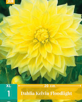 X 1 DAHLIA KELVIN FLOODLIGHT I