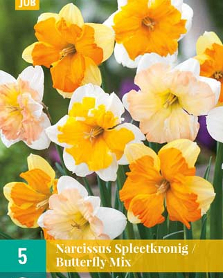 X   5 NARCISSUS BUTTERFLY MIX 12/14