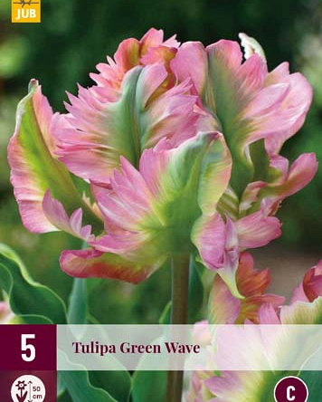 X   5 TULIPA GREEN WAVE 12/+