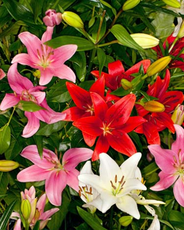 X   50 LILIUM AZIATISCH GEMENGD 16/18