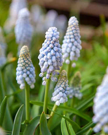 X 100 MUSCARI BABYS BREATH 8/+