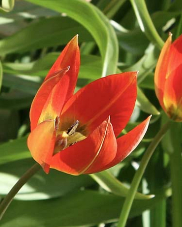 X 100 TULIPA WHITTALLII 6/+