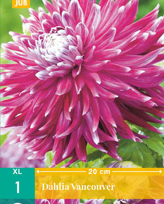 X 1 DAHLIA VANCOUVER I
