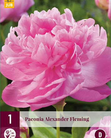 X 1 PAEONIA ALEXANDER FLEMING 2/3