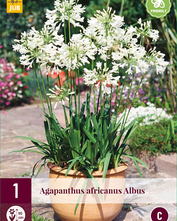 X 1 AGAPANTHUS AFRICANUS ALBUS 1/2