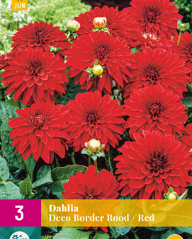 X 3 DAHLIA DECO BORDER ROOD I