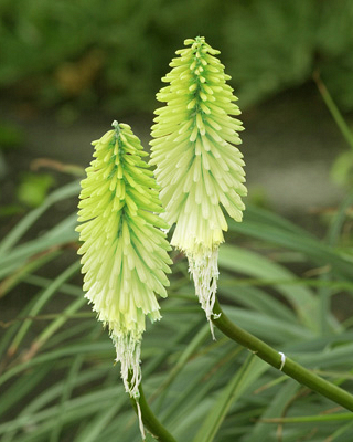 X 25 TRITOMA (KNIPHOFIA) ICE QUEEN I