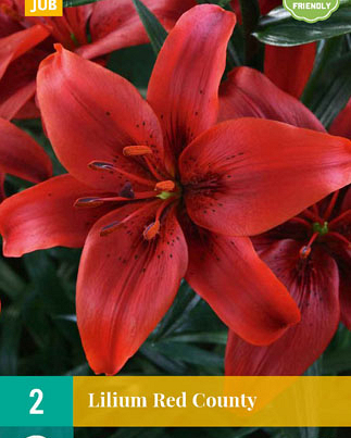 X 2 LILIUM RED COUNTY 14/16