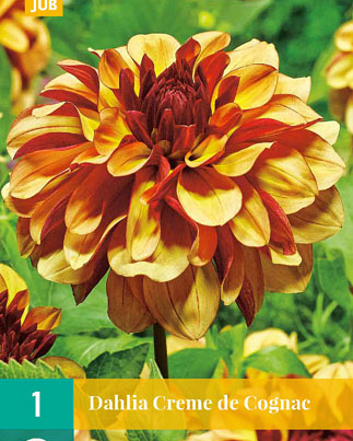 X 1 DAHLIA CREME DE COGNAC I