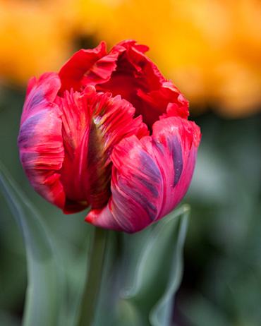 X 100 TULIPA SHINING PARROT 11/12