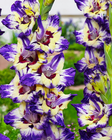 X 100 GLADIOLUS CIRCUS COLOR 12/14