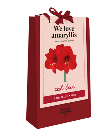 X 1 TAS 1 AMARYLLIS ROOD 'WE LOVE AMARYLLIS' 28/30