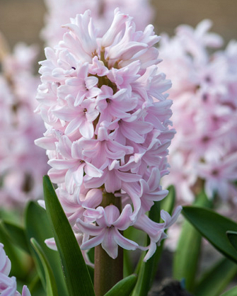 X   50 HYACINTHUS CHINA PINK 17/18