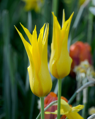 X 100 TULIPA FLASHBACK 11/12