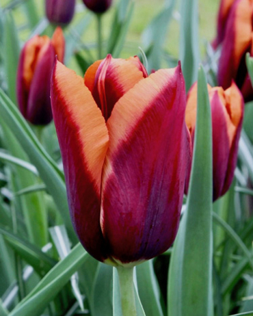 X 100 TULIPA SLAWA 11/12