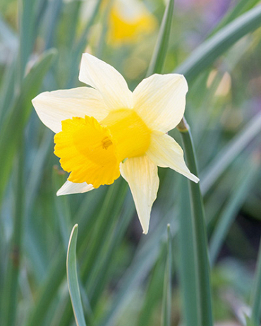 X 100 NARCISSUS LOBULARIS 5/6