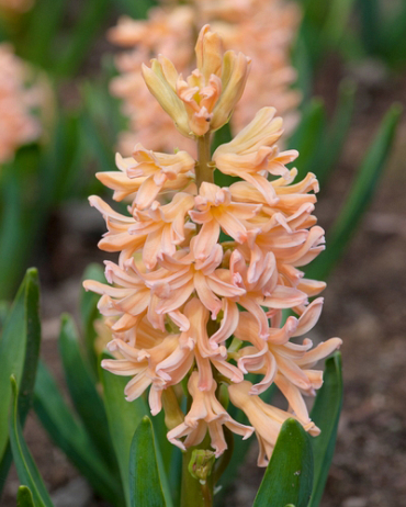 X   50 HYACINTHUS GIPSY QUEEN 15/16