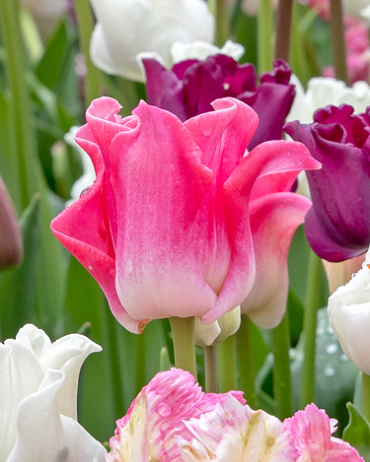 X 100 TULIPA CROWN OF DYNASTY 11/12