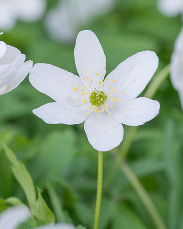 X 100 ANEMONE SPECIES NEMOROSA  I