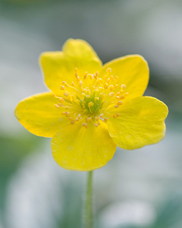 X 100 ANEMONE SPECIES RANUNCULOIDES I