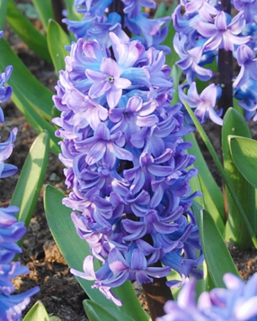 X   50 HYACINTHUS DELFTS BLAUW 15/16