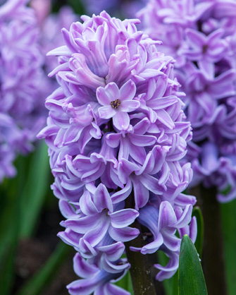 X   50 HYACINTHUS SPLENDID CORNELIA 17/18