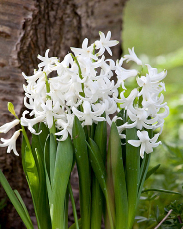 X   25 HYACINTHUS MULTIFLORA WIT I