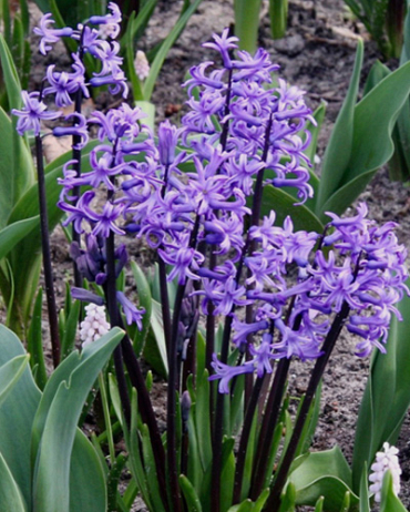 X   25 HYACINTHUS MULTIFLORA BLAUW I