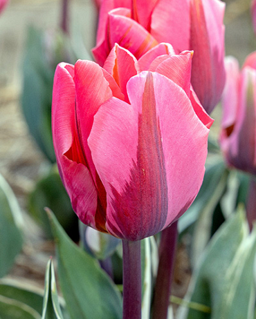 X 100 TULIPA PRETTY PRINCESS 11/12