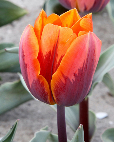 X 100 TULIPA PRINSES IRENE 12/+