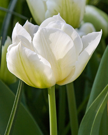 X 100 TULIPA MONDIAL 12/+