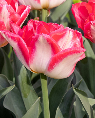 X 100 TULIPA PINK DELIGHT 12/+